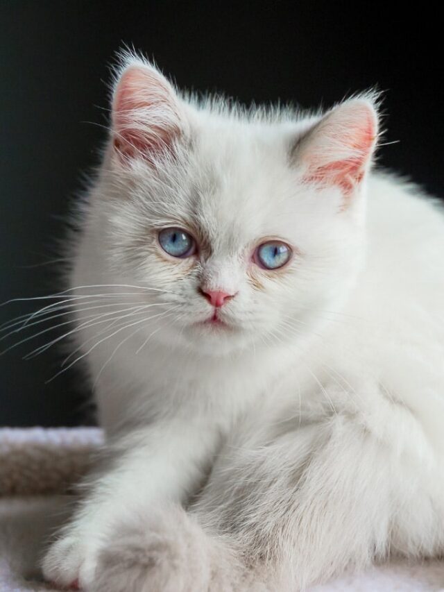 12 Sensational Small Cat Breeds You’ll Love Story - The Discerning Cat