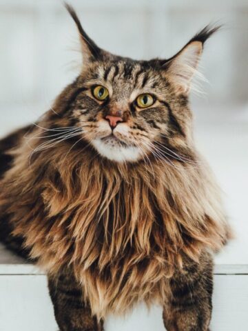 Maine Coon Ragdoll Mix | 9 Ragcoon Characteristics (2022) I Discerning Cat