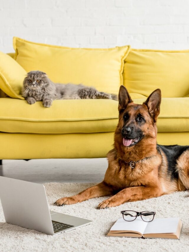 Are German Shepherds Good with Cats Story The Discerning Cat