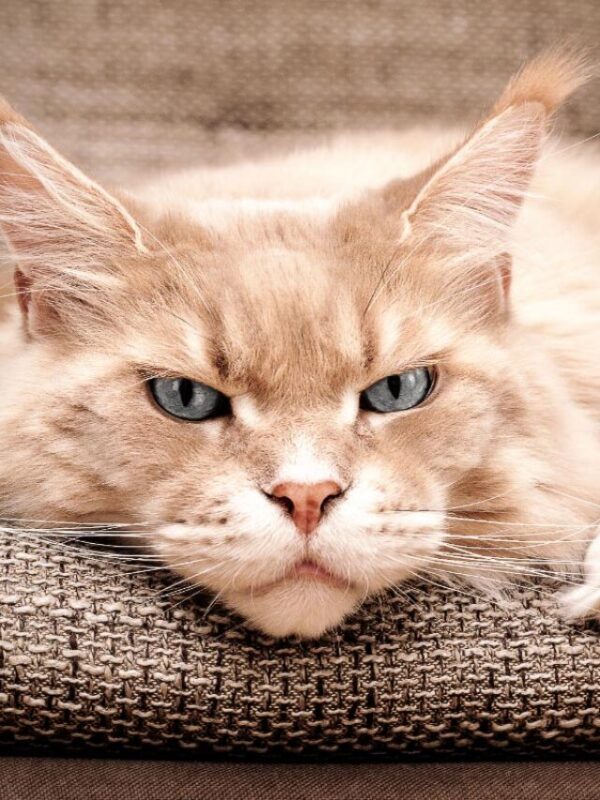 How Long Can You Leave a Cat Alone? (2023) 1 cropped-cream-maine-coon-cat.jpg