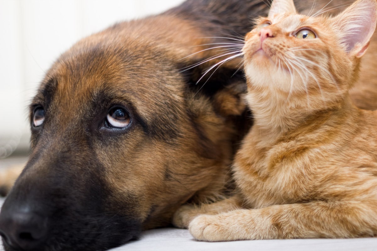 Are German Shepherds Good With Cats What You Need To Know I The