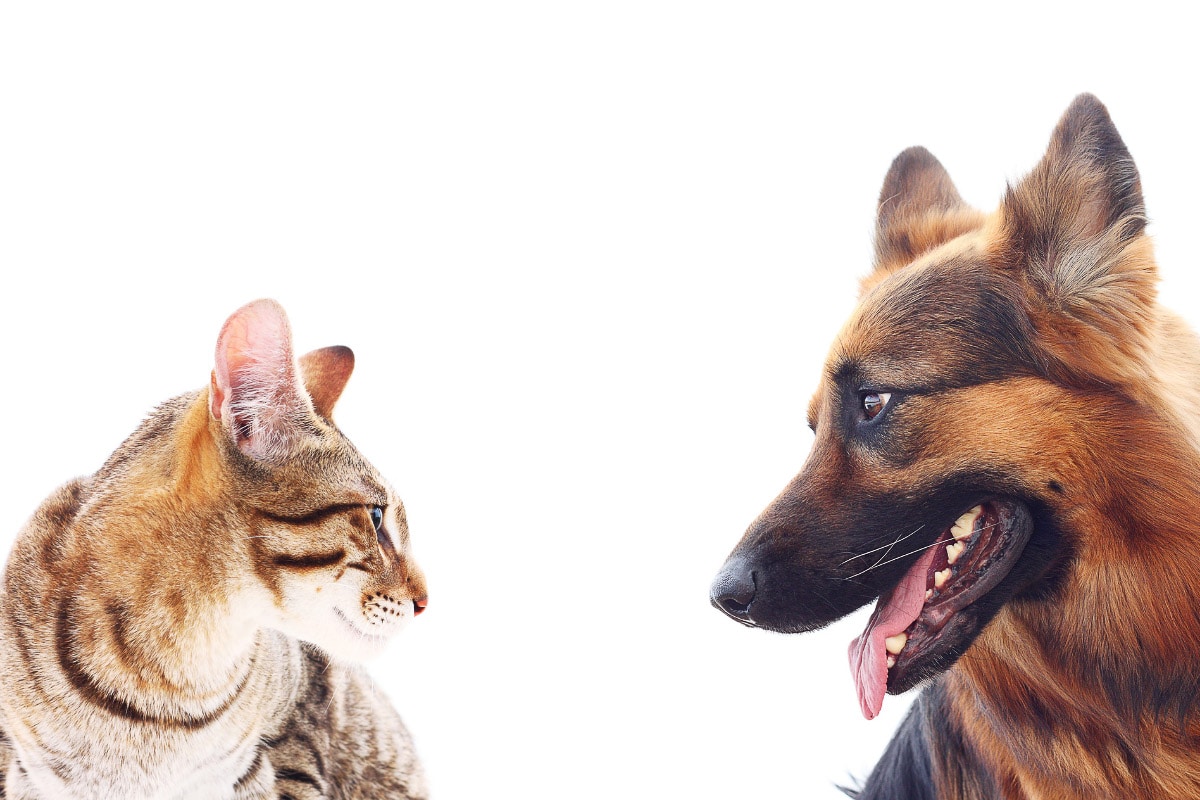 why do dogs dislike cats