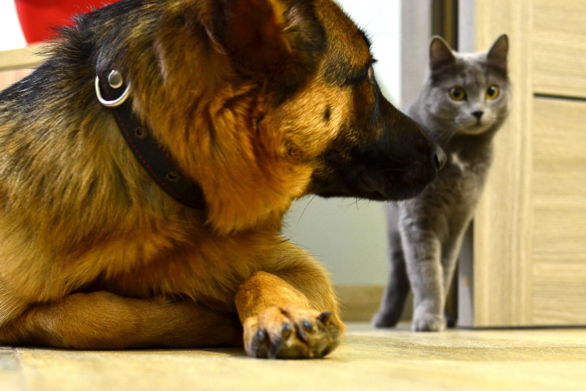 are german shepherds safe with cats