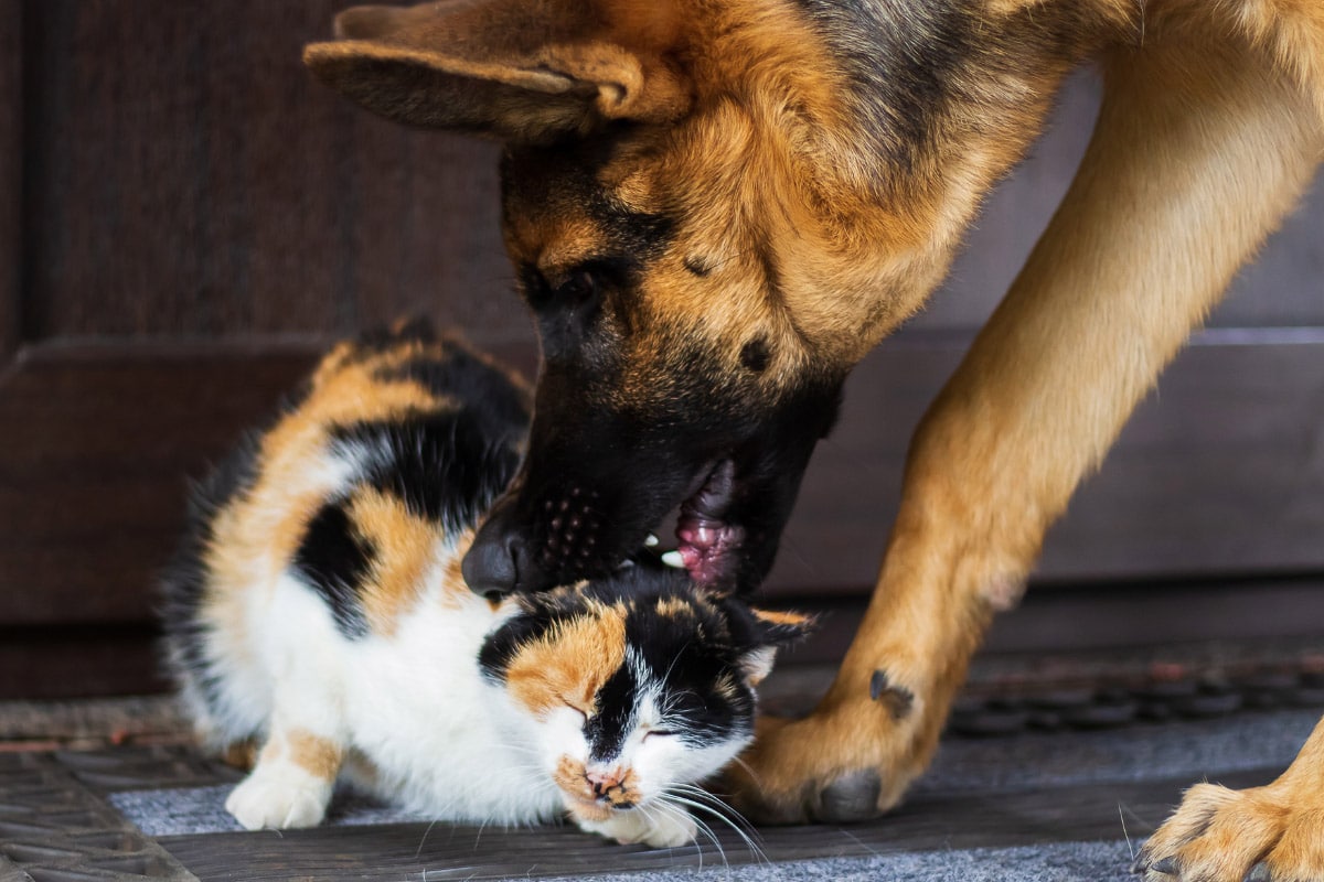 are german shepherds safe with cats