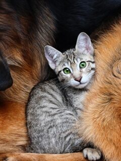 grey cat in dog fur