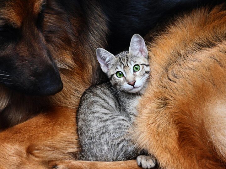 13 Greatest Grey Cat Names You’ll Love