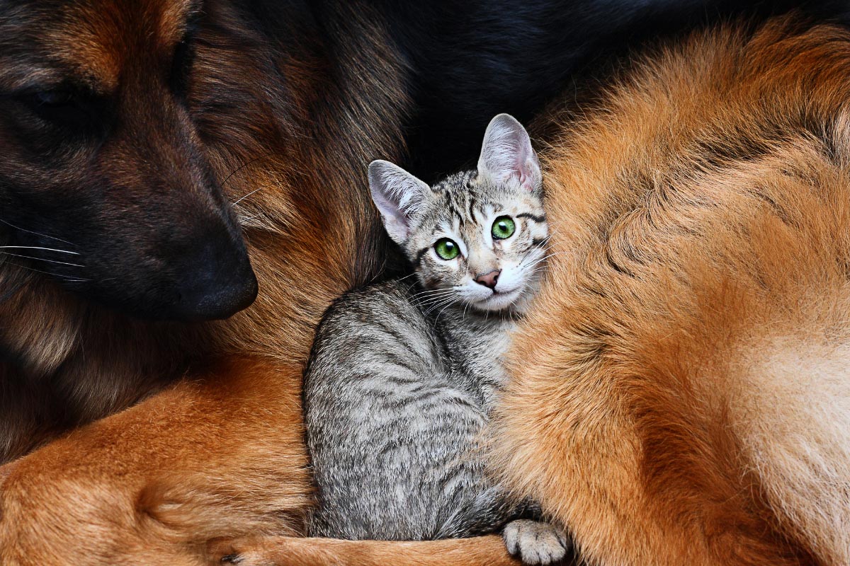 How Do German Shepherds Get Along With Cats