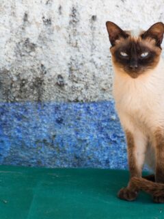Old style Siamese cat.