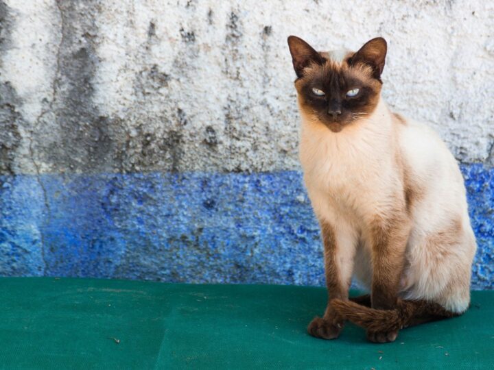 13 Most Popular Siamese Cat Colors You’ll Love