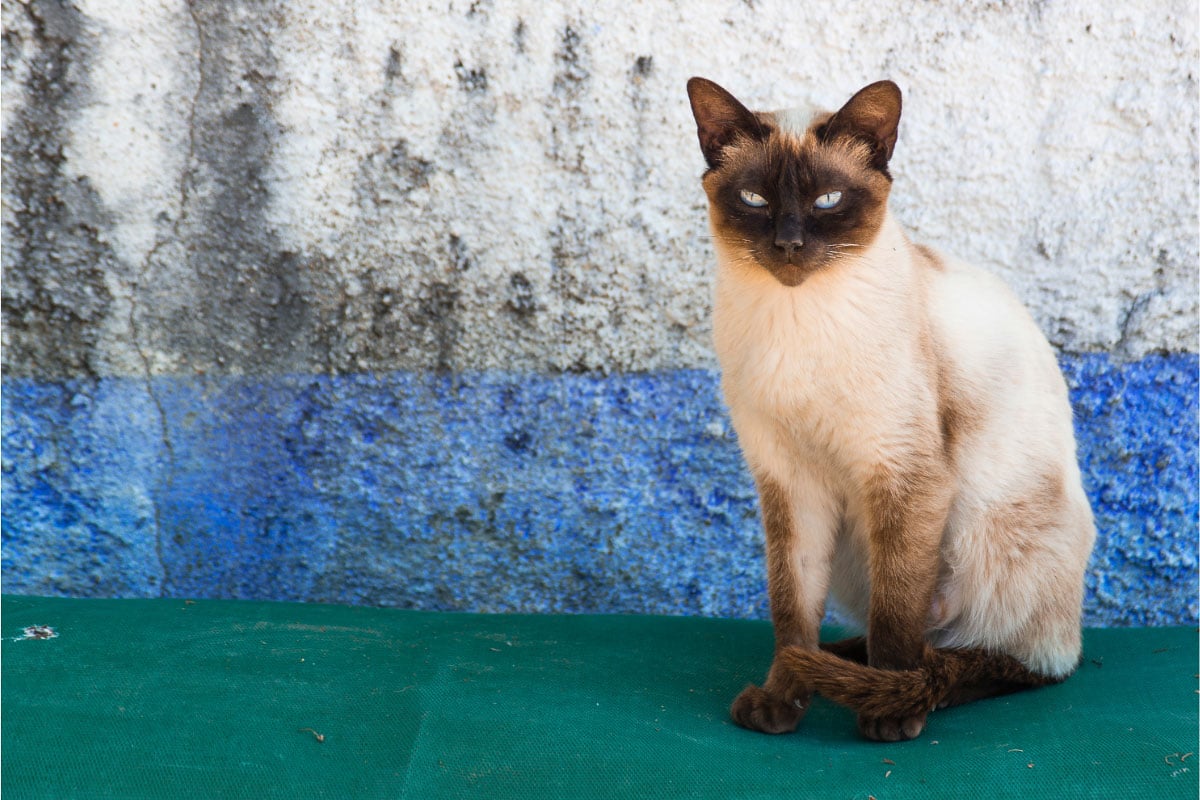 Old style Siamese cat.