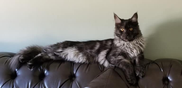 15 Most Popular Maine Coon Colors and Patterns (2023) I The Discerning Cat