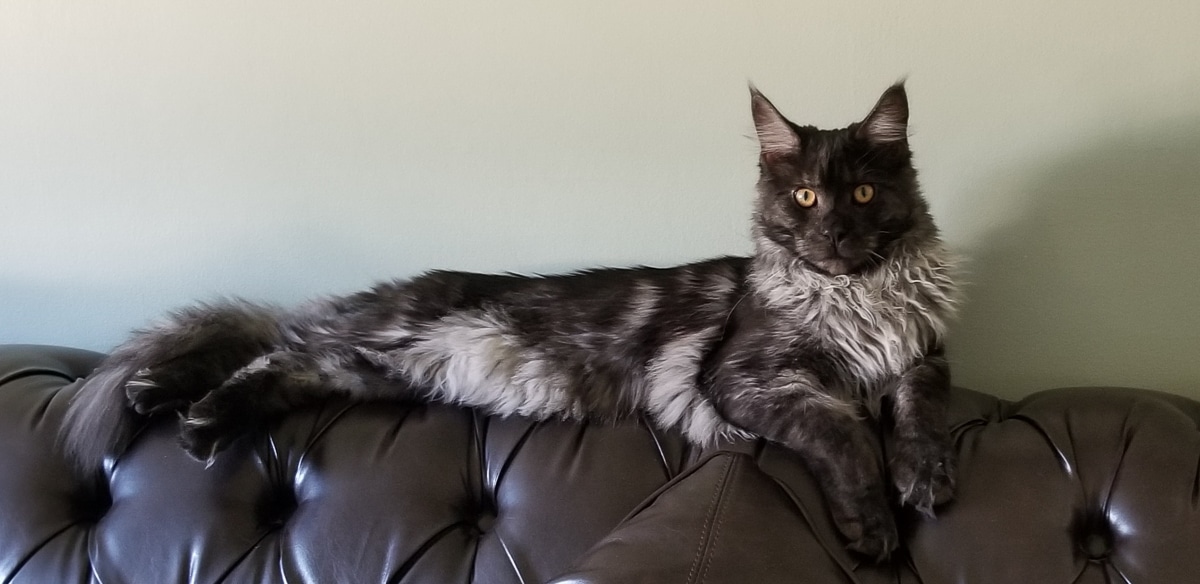 brown maine coon