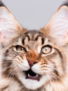 Close up view of a Tabby Maine Coon cat.