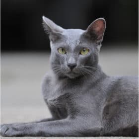 Wedge grey Siamese cat.