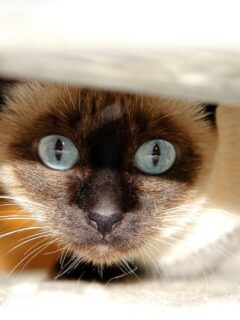 Wedge Siamese cat with its eyes wide open curiously peeking under an object.