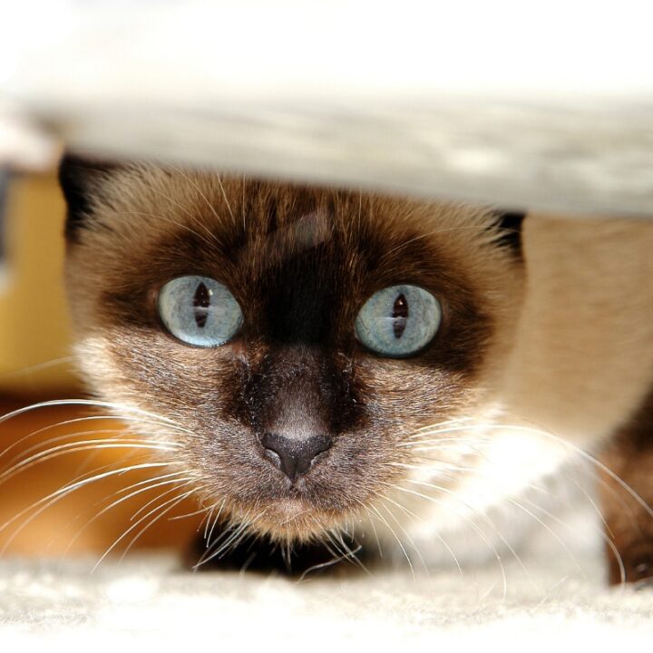 10 Types Of Siamese Cats Which Is Best For You I The Discerning Cat