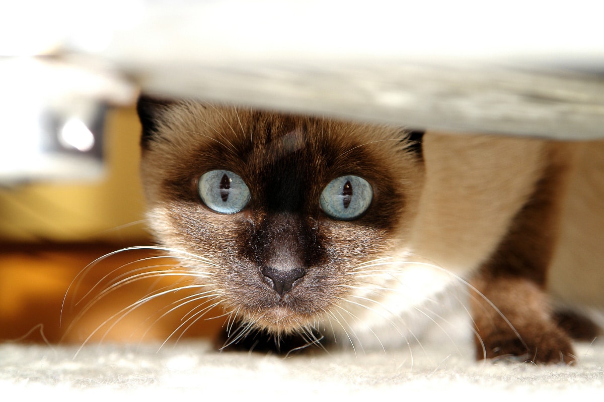 Wedge Siamese cat with its eyes wide open curiously peeking under an object.