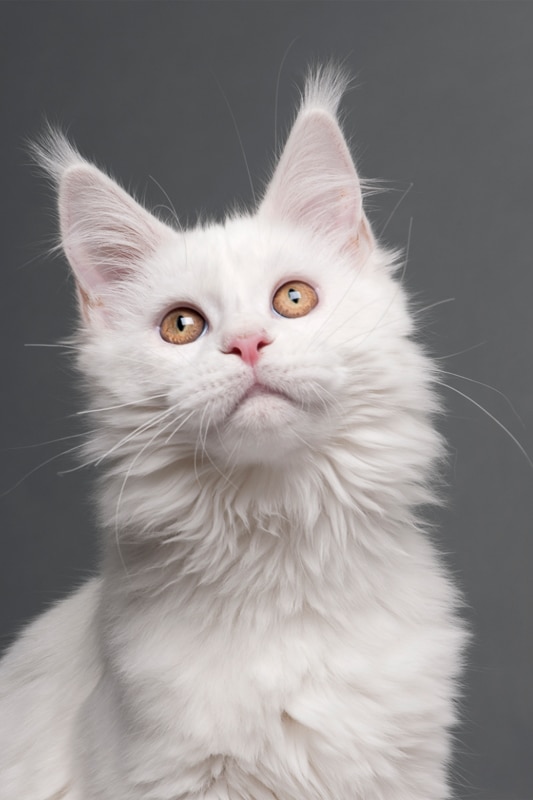 White maine coon cat.