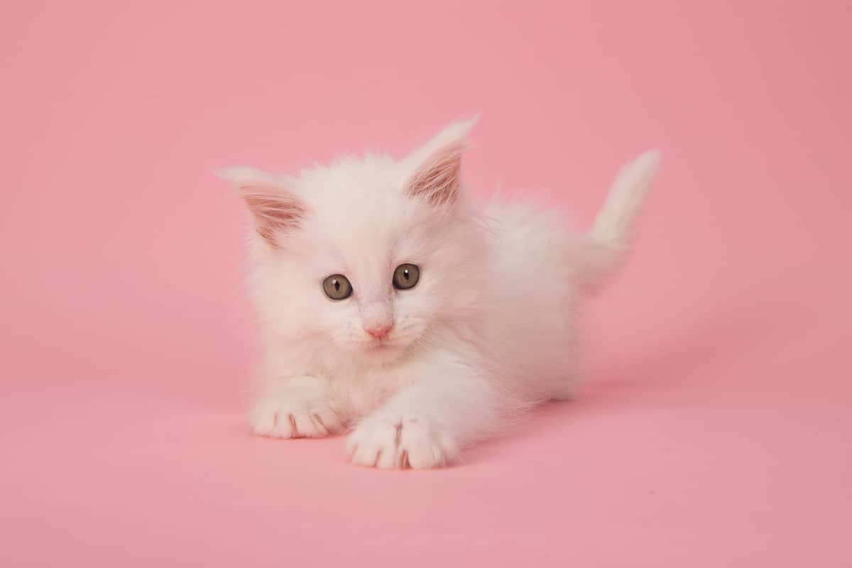 How to Tell if Your Kitten is a Maine Coon I 7 Key Traits 1 white maine coon kitten How to Tell if Your Kitten is a Maine Coon