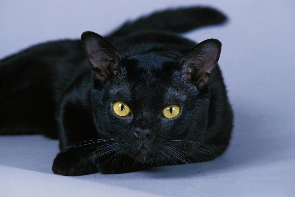 black bombay cat