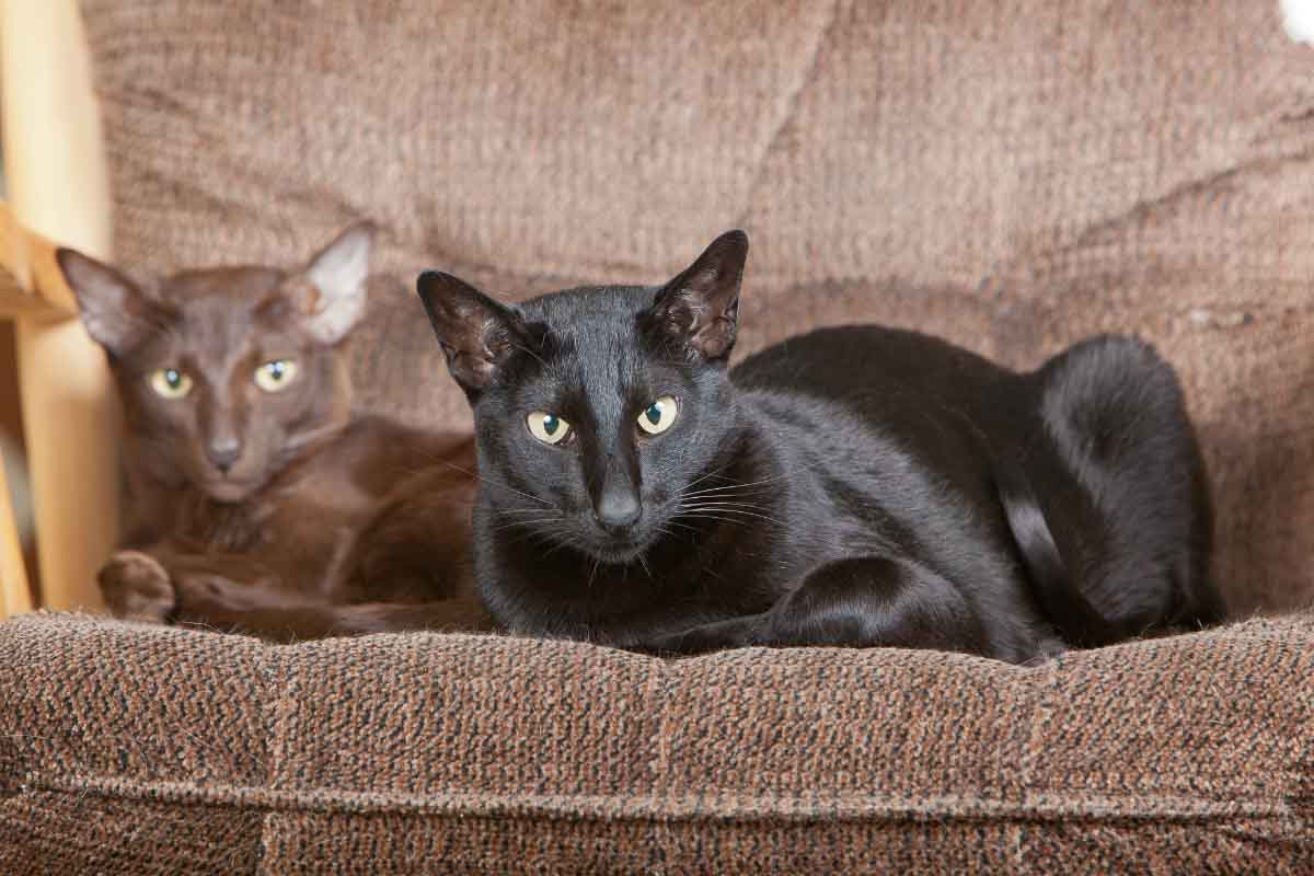 gatos orientales de pelo corto marrones y negros