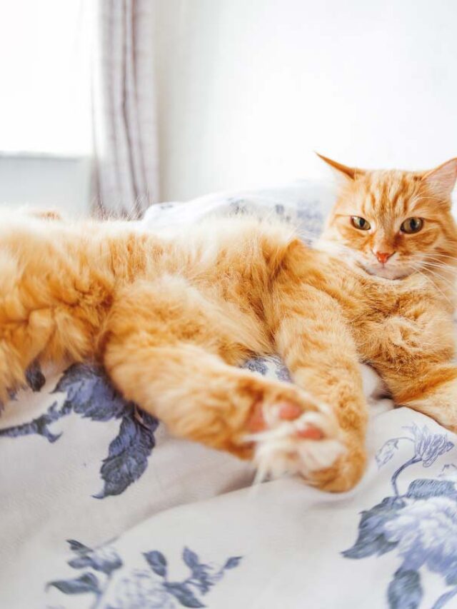 Why do Cats Have Tails Story The Discerning Cat