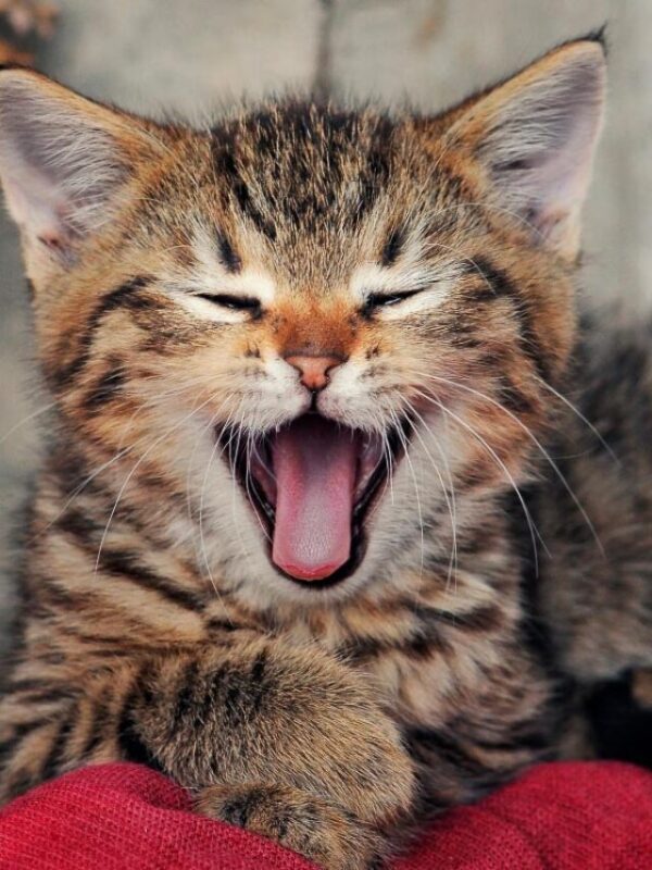 cropped-tabby-kitten-with-mouth-open.jpg
