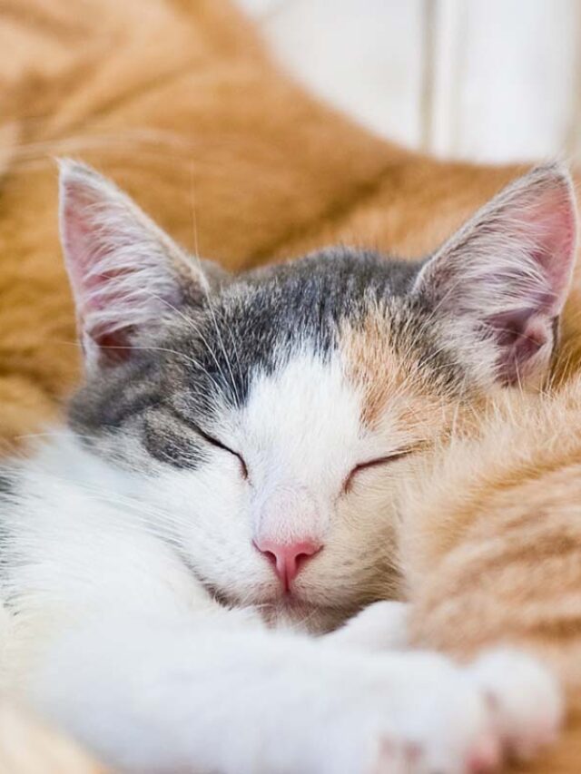 How Long do Cats Sleep Story The Discerning Cat