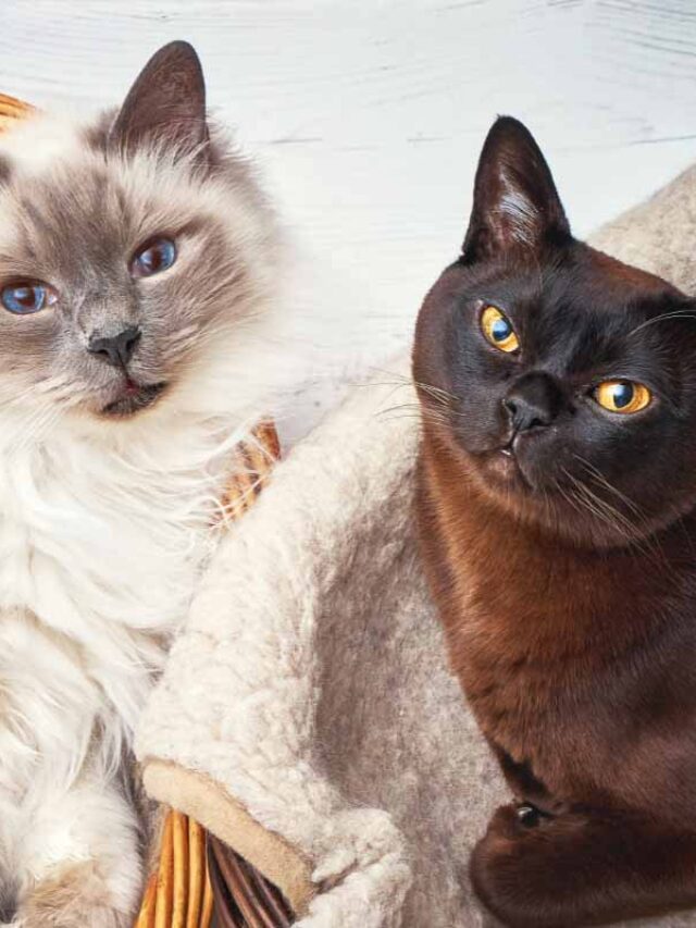 17 Cat Breeds That Don’t Shed or Shed Less Story The Discerning Cat
