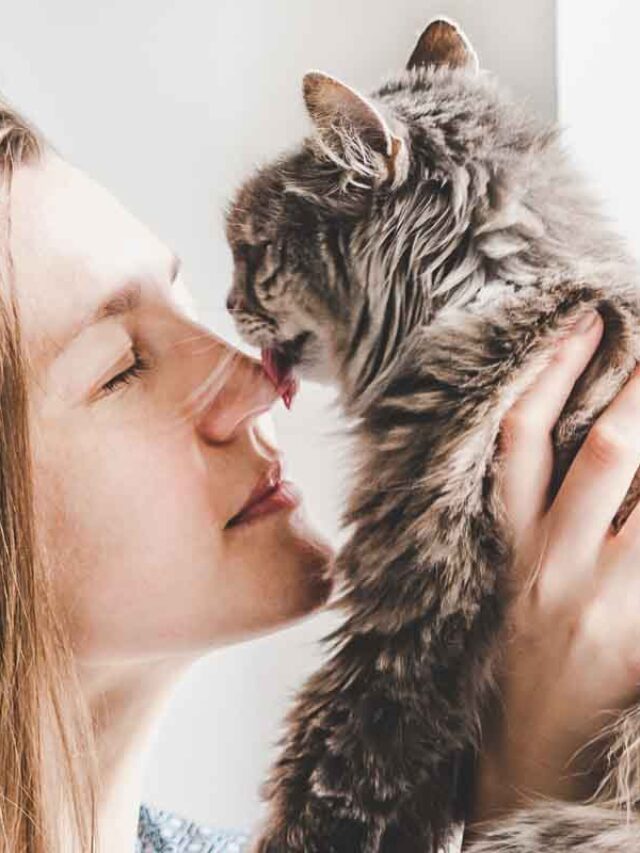 Why Does my Cat Lick me then Bite Me Story The Discerning Cat