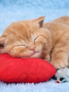 ginger cat asleep on red cushion