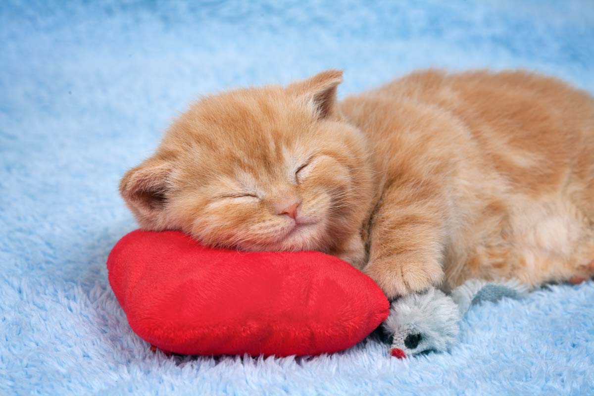 ginger cat asleep on red cushion