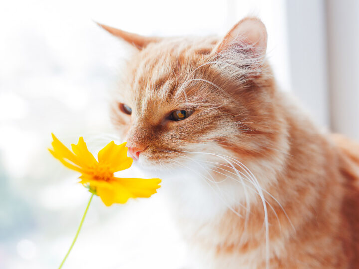 What Smells Do Cats Hate 13 You Must Avoid I Discerning Cat