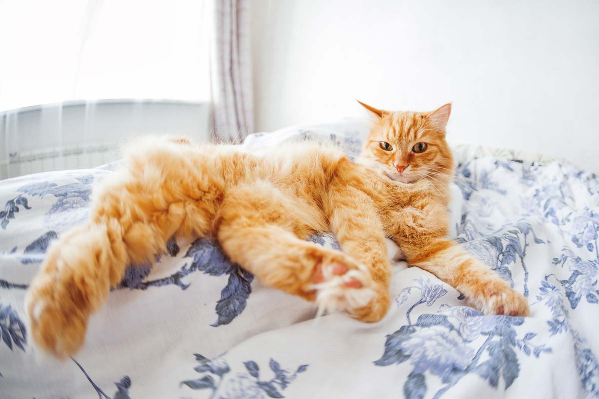 ginger cat with fluffy tail