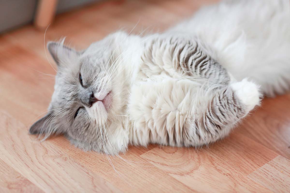 White cat sleeping on the floor.