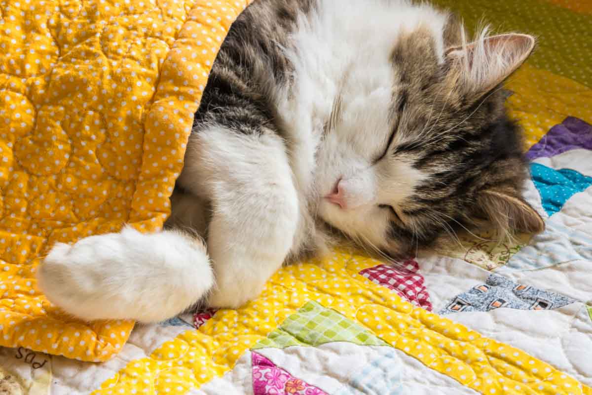 Cat Colds: Everything You Need to Know Story - The Discerning Cat