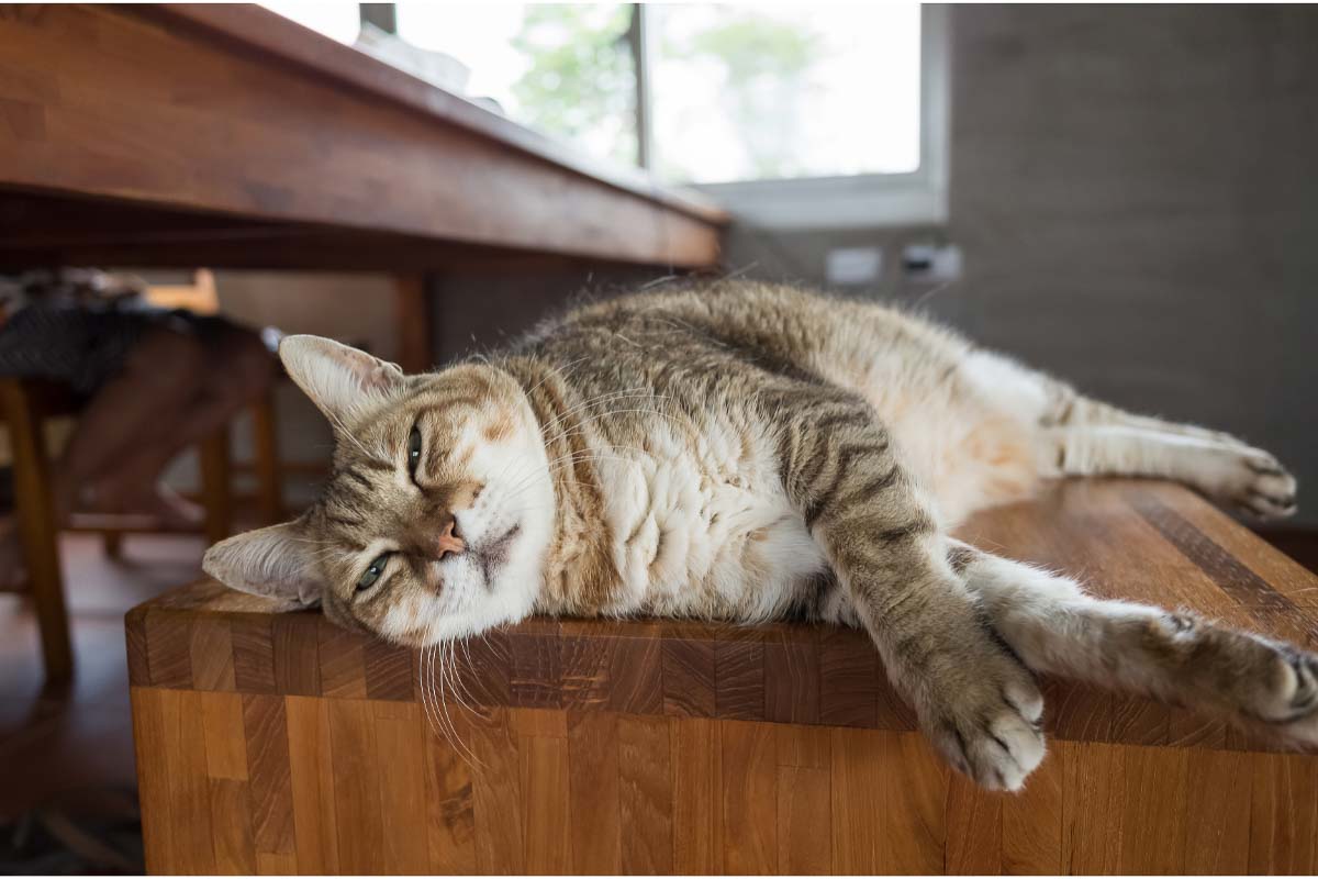 Tabby cat sleeping on its side on the wooden bench.