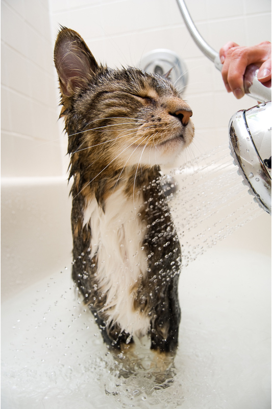 tabby cat in shower