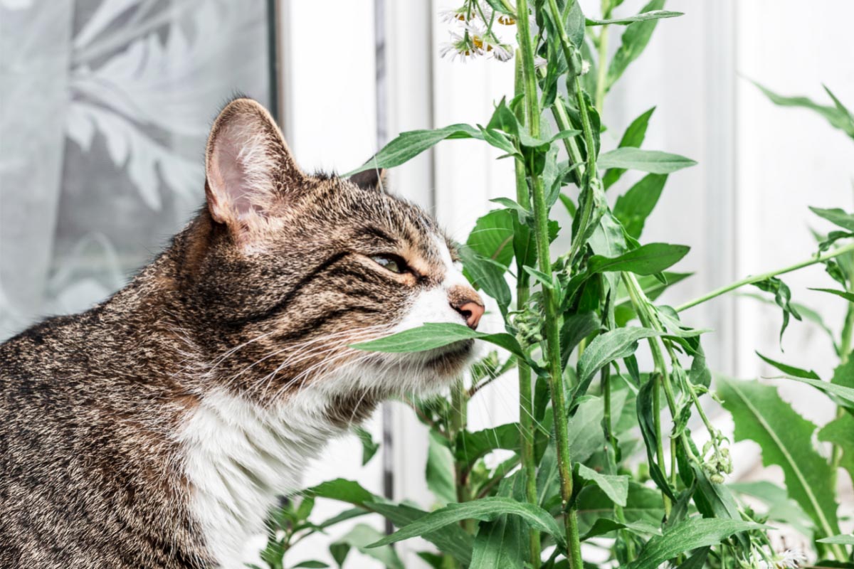 tabby cat sniffs green plant
