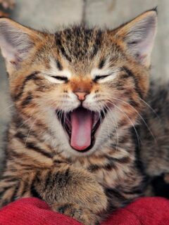 tabby kitten with mouth open