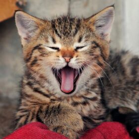 tabby kitten with mouth open