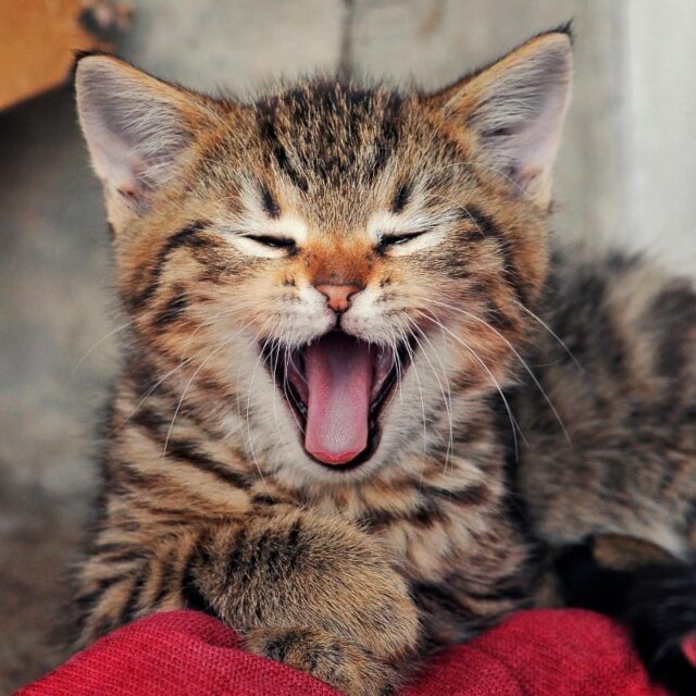 9 best kitten dry food options for your cat 2023 i discerning cat