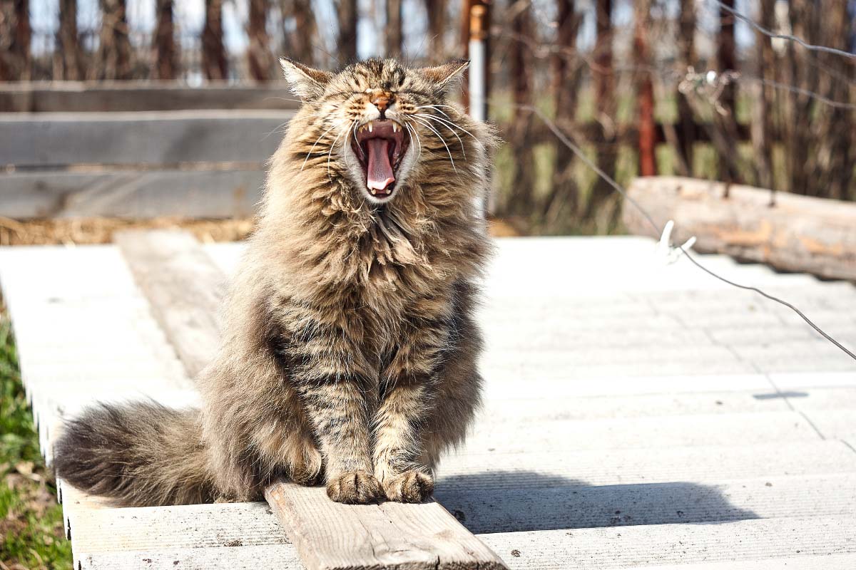 tabby siberian with mouth open