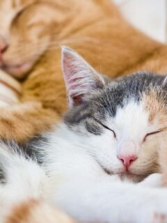 Two cats sleeping next to each other.