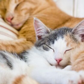 Why Do Cats Twitch in Their Sleep? | 8 Reasons and When to Worry 11 Two cats sleeping next to each other.