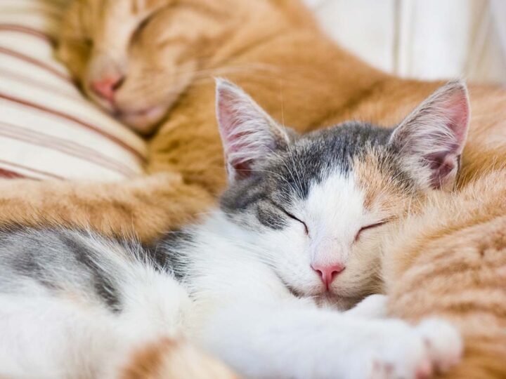 How Long do Cats Sleep? 8 Things Owners Should Know