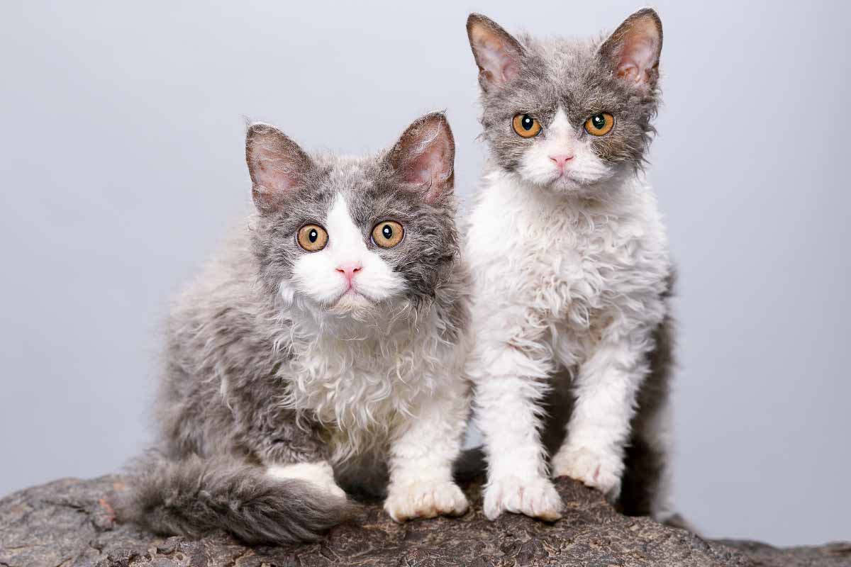 Deux chats Selkirk bicolores se tenant près l'un de l'autre, regardant fixement quelque chose.