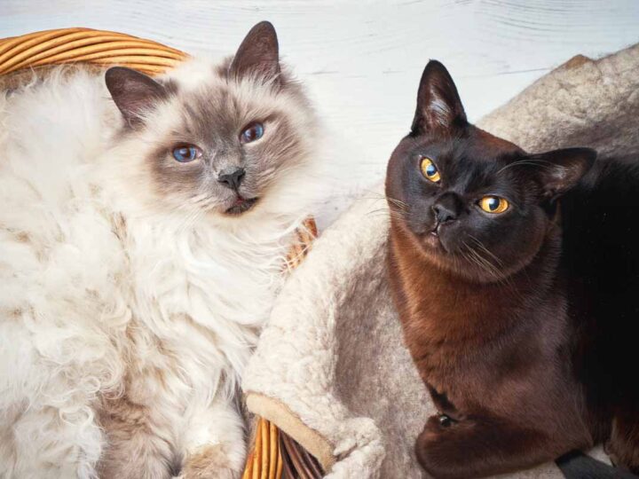 17 Cat Breeds That Don’t Shed or Shed Less