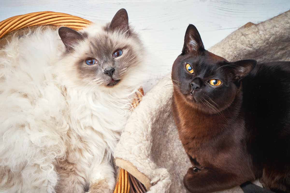 Gatos birmanos blancos y negros sentados en una canasta uno al lado del otro.