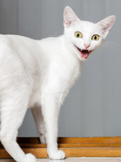 white cat with mouth open funny cat quotes